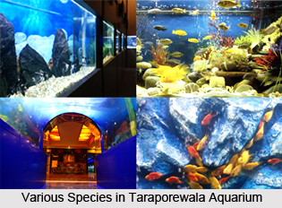 Taraporewala Aquarium, Mumbai, Maharashtra