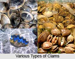Clams