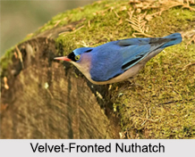 Indian Nuthatches
