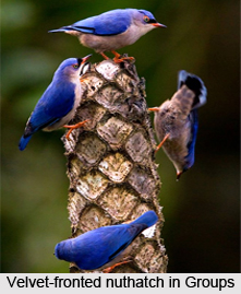 Velvet-Fronted Nuthatch, Indian Bird