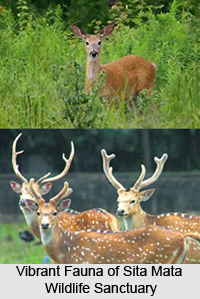 Sita Mata Wildlife Sanctuary, Pratapgarh District, Rajasthan
