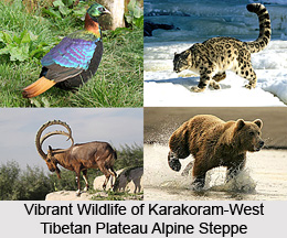 Karakoram-West Tibetan Plateau Alpine Steppe Forest