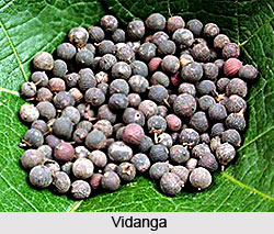 Treatment for Snake Bites, Agni Purana