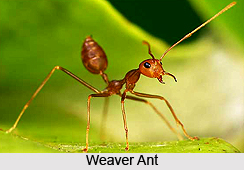 Ants