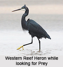 Western Reef Heron, Indian Bird