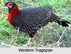 Lachipora Wildlife Sanctuary, Jammu and Kashmir