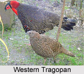 Western Tragopan, Indian Bird