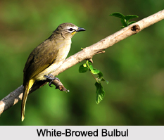 Indian Bulbuls