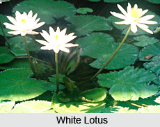 Lotus , Indian Flower