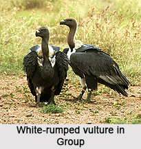 White-Rumped Vulture, Indian Bird