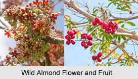 Wild Almond Tree in India