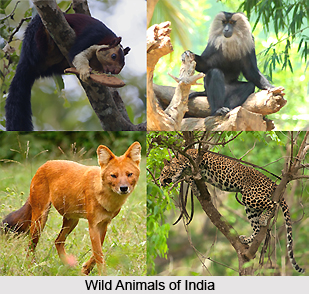 Wildlife Protection Act of 1972
