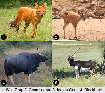 Central Deccan Plateau Dry Deciduous Forests in India
