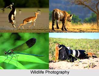Wildlife Photography in India