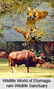 Eturnagaram, Warangal District, Telangana