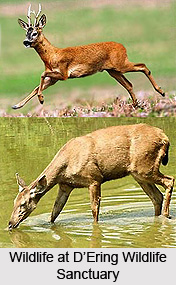 D`Ering Wildlife Sanctuary, East Siang District, Arunachal Pradesh