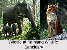 Kamlang Wildlife Sanctuary, Lohit District, Arunachal Pradesh