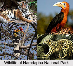 Namdapha National Park, Changlang District, Arunachal Pradesh