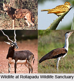 Rollapadu Wildlife Sanctuary, Kurnool District, Andhra Pradesh