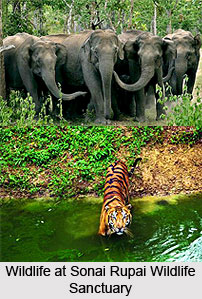 Sonai Rupai Wildlife Sanctuary, Sonitpur District, Assam