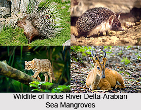 Indus River Delta-Arabian Sea Mangroves Forest