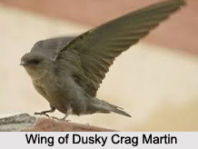Dusky Crag Martin, Indian Bird