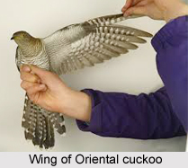 Oriental Cuckoo, Indian Bird