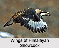 Himalayan Snowcock, Indian Bird