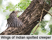 Indian Spotted Creeper, Indian Bird