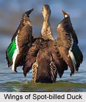 Spot-Billed Duck, Indian Bird