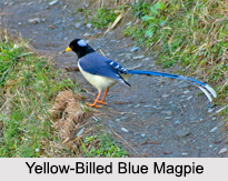 Indian Magpies, Indian Bird