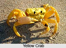 Crabs