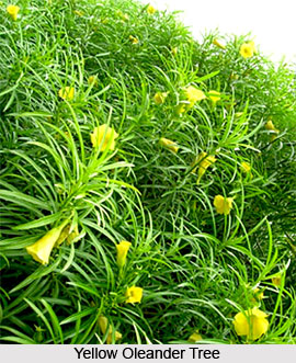 Yellow Oleander  , Indian Shrub