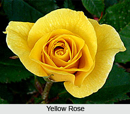 Types of Roses