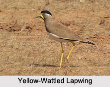 Indian Lapwings