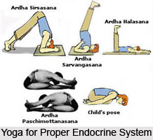 Impact of Yoga Asanas on Endocrine Glands