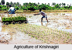 Krishnagiri , Dharmapuri , Tamil Nadu