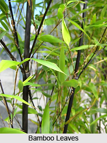 Bamboo , Indian Plant