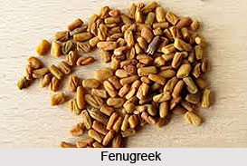 Seed Type Spices