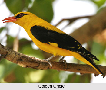 Flora and Fauna of Uttarkashi District