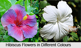 Hibiscus Shrub in India