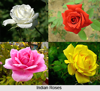 Flowering and Ornamental Trees in India