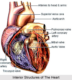 Impact of Yoga on Circulatory System