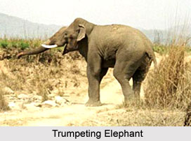 Wildlife Sanctuaries of Uttarakhand