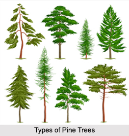 Pine Oil
