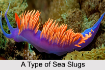 Slugs, Gastropod Mollusc, Geography of India