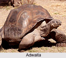Alipore Zoological Gardens, Kolkata