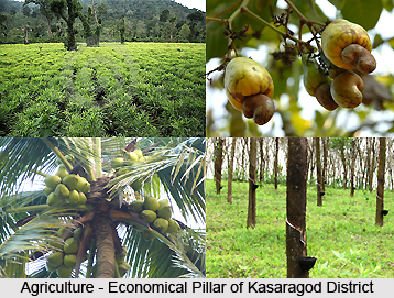 Kasaragod District, Kerala