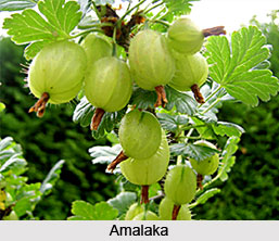 Medicines in Agni Purana