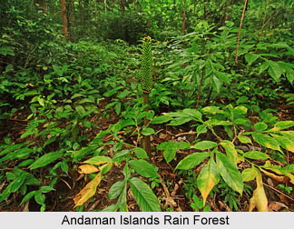 Forests in Southern India